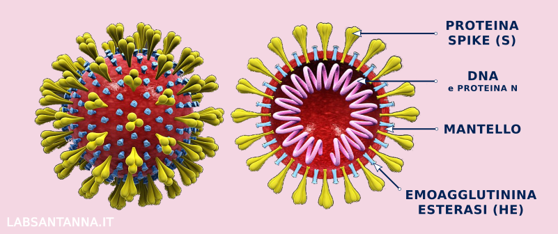 Laboratorio Sant'Anna: coronavirus 3D